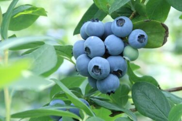 （この企画は終了しました）「大きい粒が自慢！」アグ里やまかげ　ブルーベリー摘み　補助券の使い方を紹介！