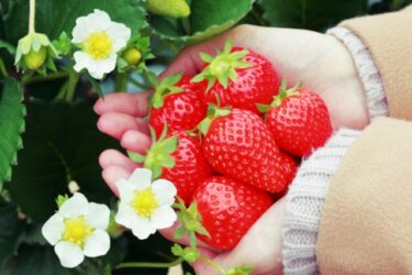 （この企画は終了しました）【550円OFF】美味しい！楽しい！いちご狩り補助券のご紹介