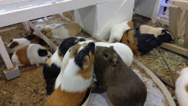 （この企画は終了しました）屋外型ふれあい動物園「アニタッチ」利用料が200円OFFになる補助券が登場です！