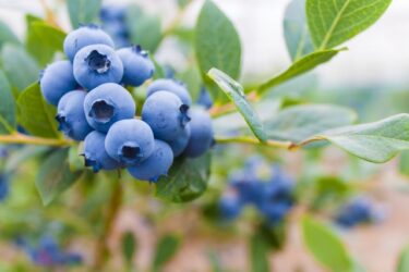 （この企画は終了しました）アグ里やまかげで気軽に収穫体験！ブルーベリー摘み補助券の使い方をご紹介