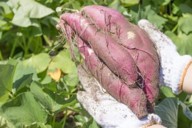 川崎市・横須賀市の農園で秋の味覚をお得に収穫！【さつまいも掘り＆みかん狩り補助券】