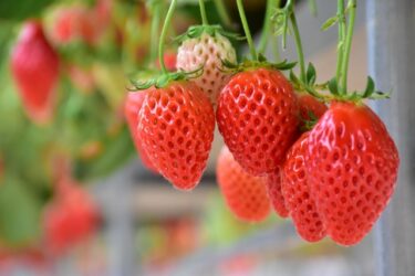 旬を満喫！お得な「いちご狩り利用補助券」の使い方を紹介【550円OFF】