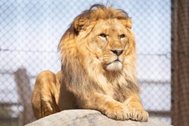 春のお出かけにぴったり。首都圏の人気動物公園で使える割引チケット【最大2,400円OFF】