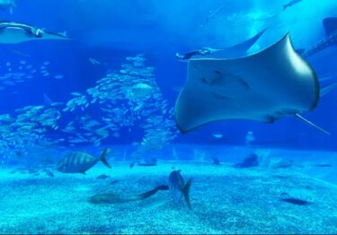 【最大900円OFF】「新江ノ島水族館」の入場料と年間パスポート引換券を会員価格でご案内！