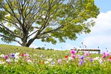 【最大400円引き】横浜の「国指定名勝　三溪園」「フィールドアスレチック横浜つくし野コース」「こどもの国」を会員料金でエンジョイしよう！
